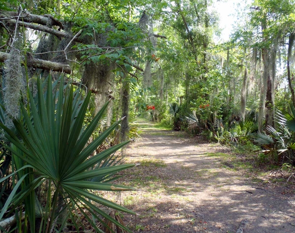 a trail bordered by thick vegetation going through woods