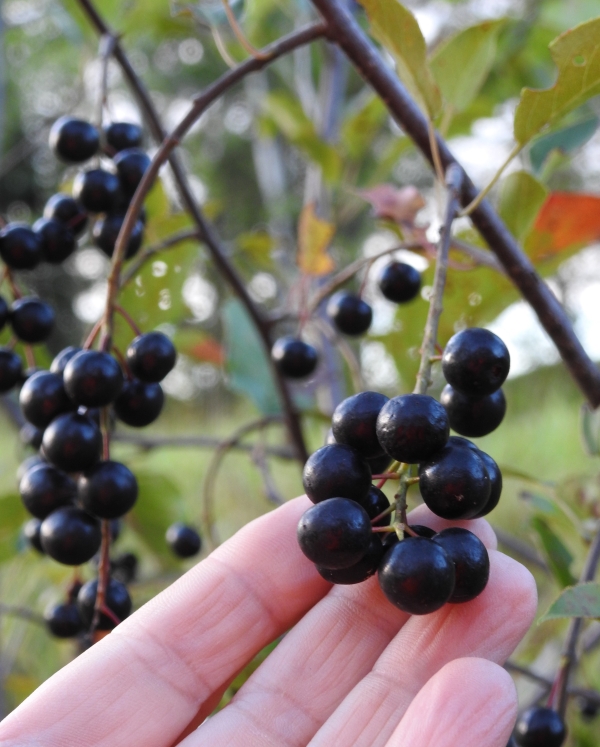 Hand touching ripe chokecherries on branch