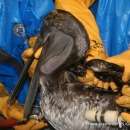 Cleaning an oiled brown pelican