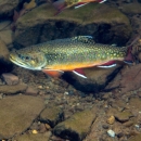 Brook trout