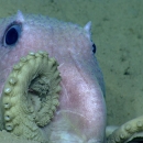 a pink octopus sitting on the sea floor.