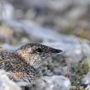 Bird with tan, black and white speckling, black beak siting on the tundra