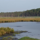 A salt marsh with some bare patches 