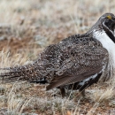 Female Greater Sage-Grouse 