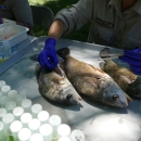 Person dissecting three fish on tray