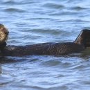 A sea otter floating on its back in the water