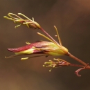 close up of a narrow red and yellow flower bud on a red stem