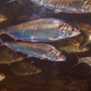 several shiny, silver fish underwater