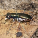 A Miami tiger beetle stands on a rock.