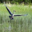 a large bird with outstretched wings flies low over a grassy wetland