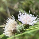 Two white thistle flowers in the foreground with a faded green forest background.