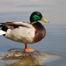 Mallard