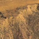 A California condor soars from the left of the image in front of a brown and gold uplifted ridge.. White patches are seen on the top of its wings, and its primary feathers are spread. 