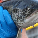 Adult Lake Trout