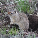 Northern Idaho ground squirrel emerging from a burrow