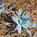 A green succulent