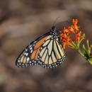 An orange-and-black monarch butterfly sips nectar from an orange flower. 
