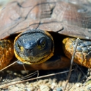 A wood turtle with yellow highlights around the legs and neck