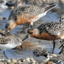 Rufa red knot feeding along with other shorebirds