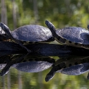 Four turtles standing side-by-side, head-to-tail on a log in water