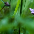 Tiny lavender flower surrounded by greenery