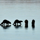 Six river otters walk out on the frozen surface of a river in winter at Seedskadee National Wildlife Refuge in Wyoming.