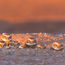 Seven small owls with yellow eyes peek out of their burrow to look at the camera.