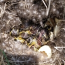 Blue-winged Teal Nest
