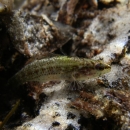 Okaloosa darter
