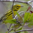 An image of a Prairie Warbler perched in a tree. 