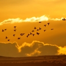 a flock of birds fly across an orange sky