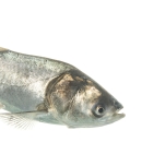 A silver fish in front of a white background