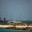 Crazy ant strike team members ride in the back of a tractor as they ride along the coast of Johnston. Seabirds surround them while a cement bunker sits in the back.