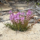 An image of a plant with vivid pink blooms.