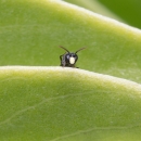 Yellow-faced bee on a naupaka leaf