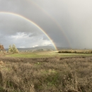 Rainbow with cloudy sky and stormy weather over the lakebed; single tree, surrounded by green and browned lower growing plants