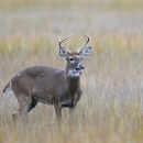 A white-tailed buck stands in marsh grasses with it's mouth open
