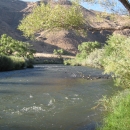 Truckee River with trees lining the banks and hills in the background. 