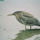 Green-backed heron