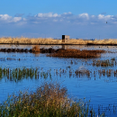Wetlands scene with emergent grasses and ducks. A square building with a is on a levee beyond an area of open water. 