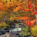 A stream cutting through a beautiful forest, whose trees' leaves are orange, yellow, red and green 