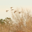 Northern pintail ducks flying in front of trees