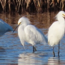 Two white snowy egrets standing in water