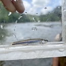 Small fish in fish viewing box with a river in the background