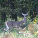 Columbian white-tailed deer 