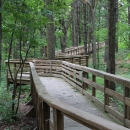 a raised, wooden platform trail snakes through a mature forest