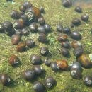 Underwater picture of a rock covered in Anthony's riversnails.