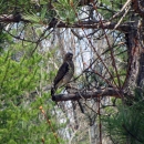 A large hawk perched on a dead branch in a tree
