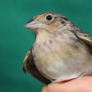 A small bird with black and brown wings and light-colored breast and beak held by a hand