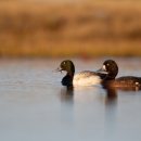Two birds swimming with a bank in the background. One bird has white features on it's wings, the other has dark brown. Both birds have dark heads.